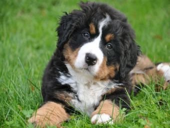 Berner Sennenhund - 1.000 Teile (Puzzle)