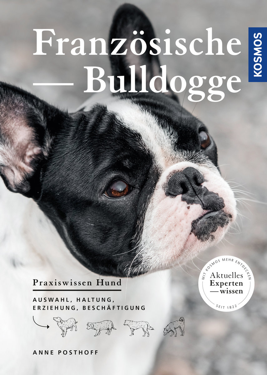 Französische Bulldogge