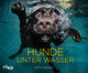 Hunde unter Wasser