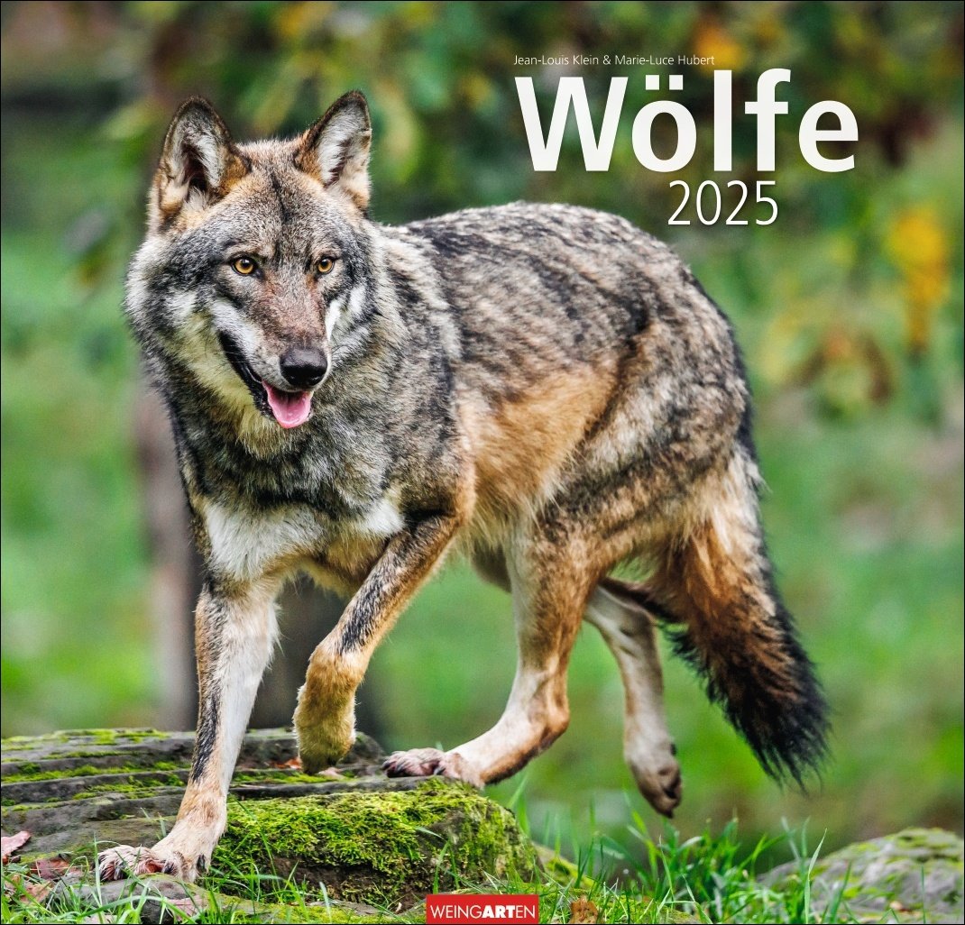 Wölfe Kalender 2025