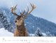 Heimische Wildtiere Kalender 2025