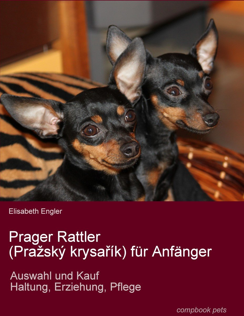 Prager Rattler (Pra¿ský krysarík) für Anfänger